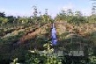 Tiểu điền chuyển đổi, đại điền ổn định